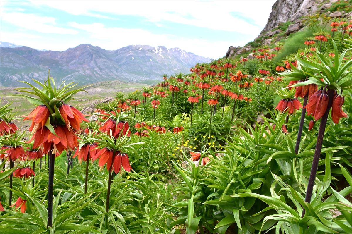 Sakın kopartmayın! Kopartmanın cezası 244 bin TL! 3