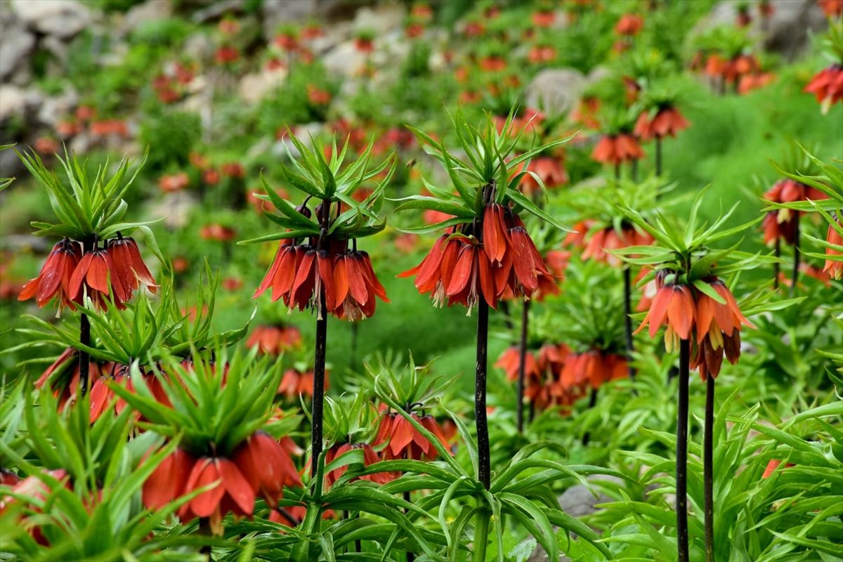 Sakın kopartmayın! Kopartmanın cezası 244 bin TL! 5