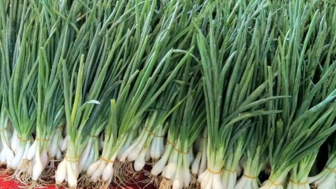 TDK, bazı sözcüklerin yazımını değiştirdi! 13