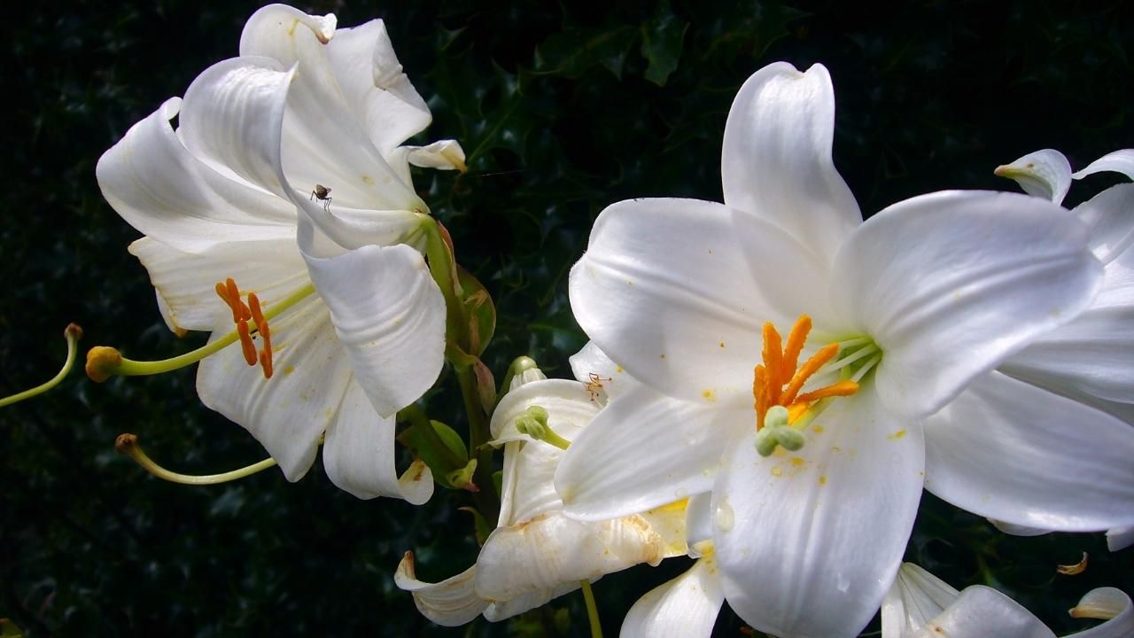 TDK, bazı sözcüklerin yazımını değiştirdi! 2