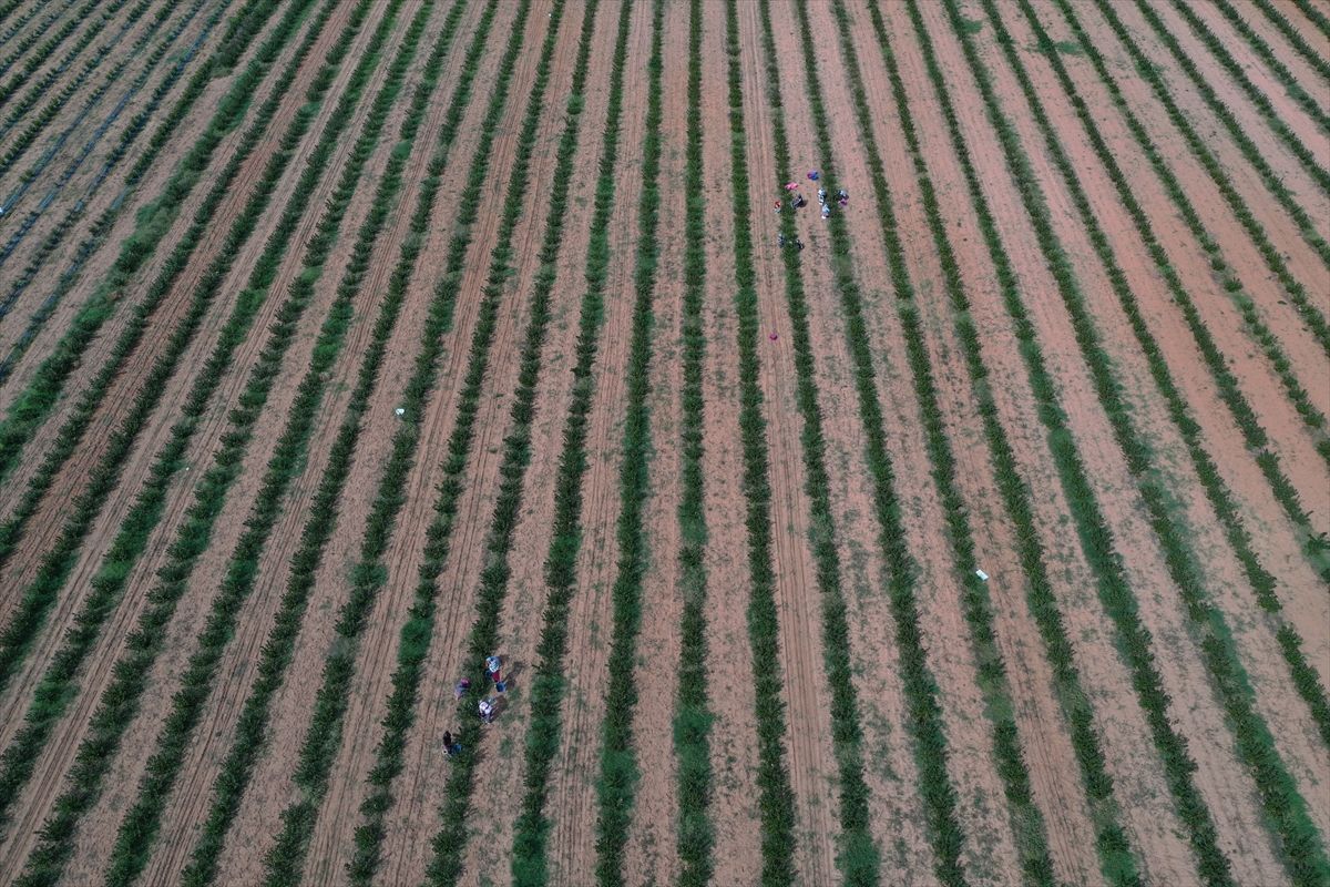 Edirne'de süper meyve aronya hasadına başlandı! 1