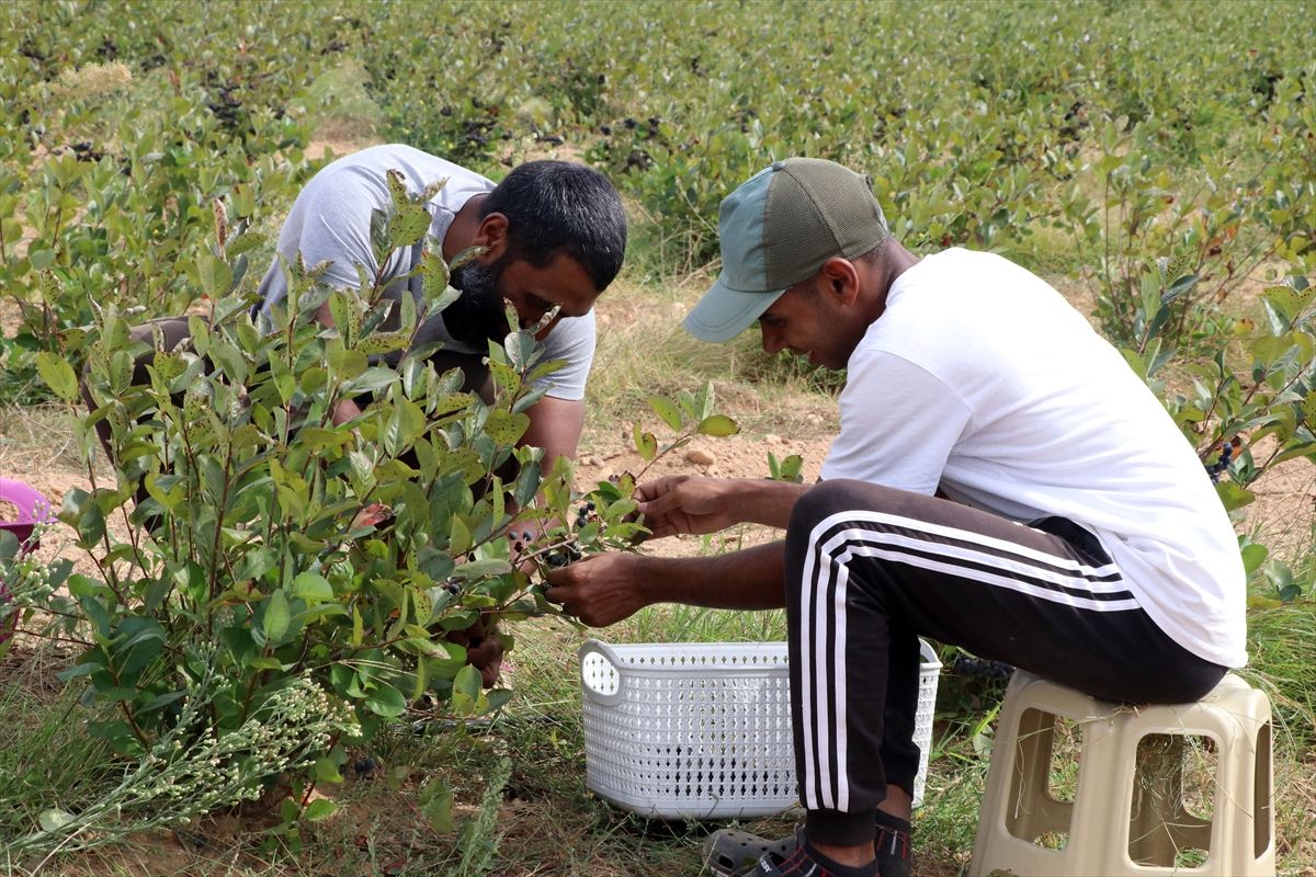Edirne'de süper meyve aronya hasadına başlandı! 5