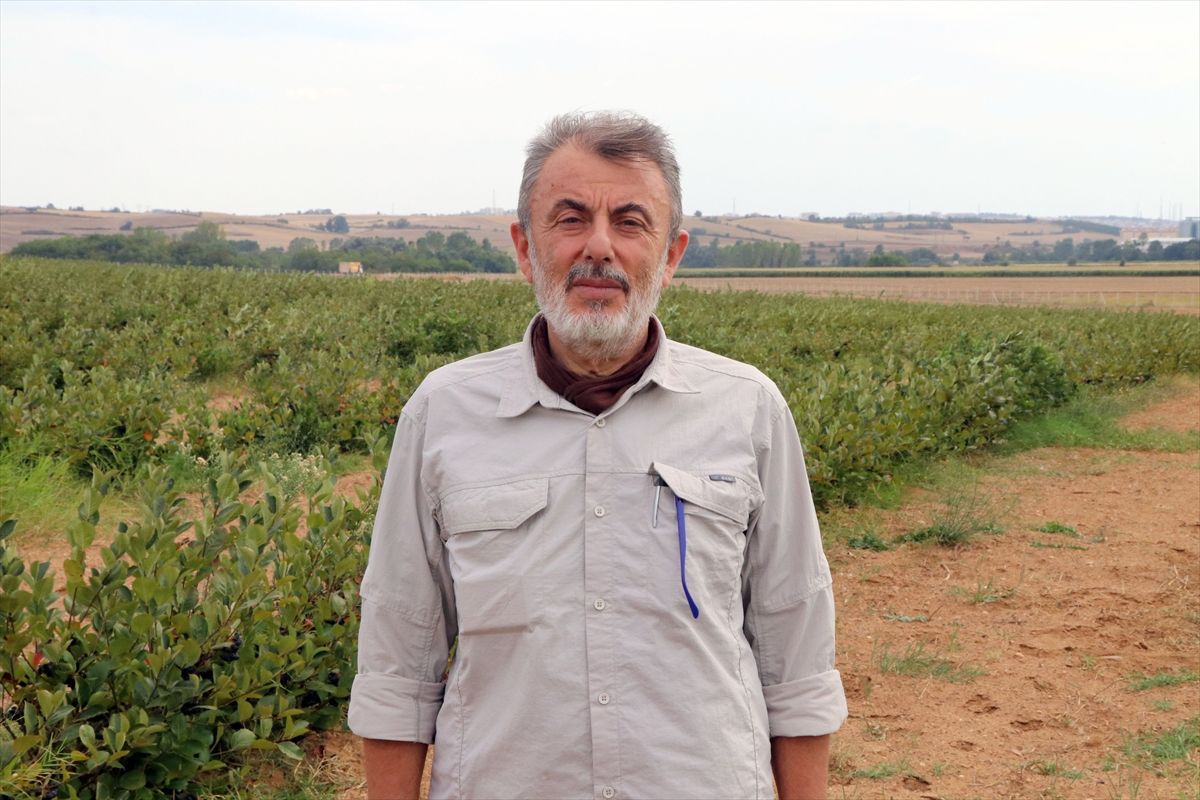 Edirne'de süper meyve aronya hasadına başlandı! 2