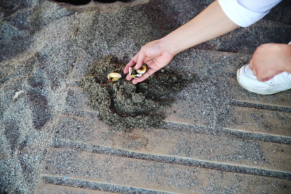 Caretta caretta yuvaları takibe alındı! 5