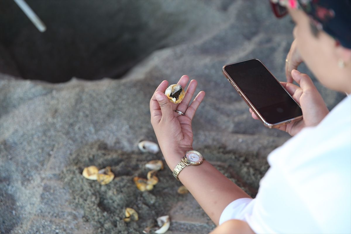 Caretta caretta yuvaları takibe alındı! 4