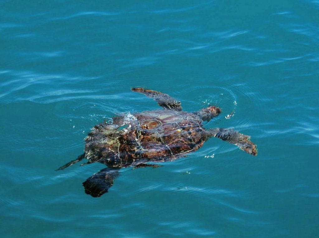 Caretta caretta yuvaları takibe alındı! 9