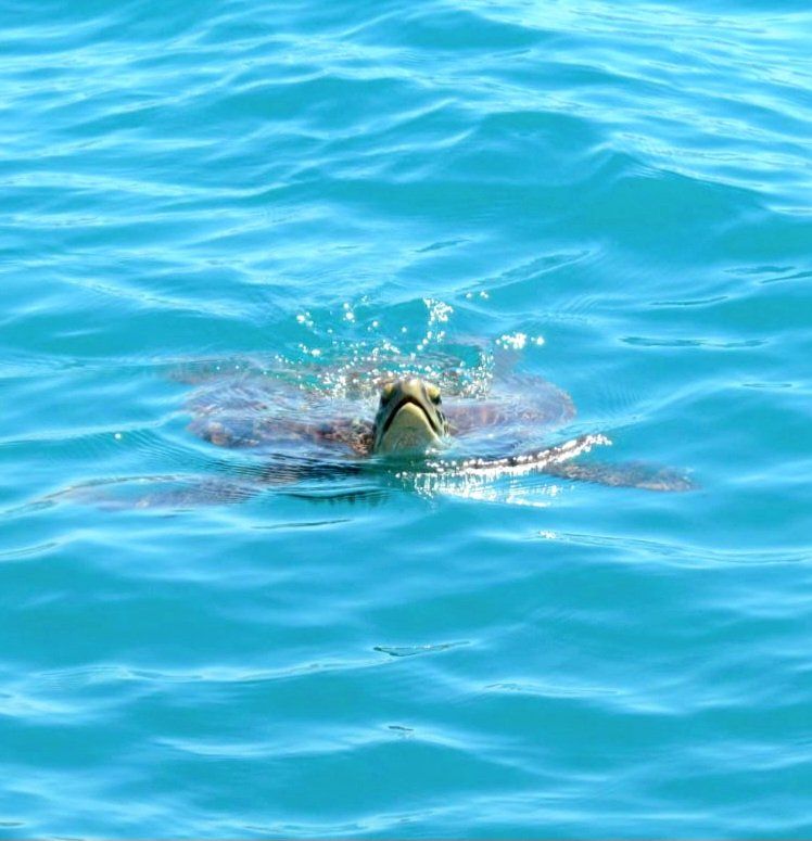 Caretta caretta yuvaları takibe alındı! 2