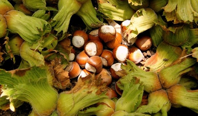 Orduda Gezilecek Yerler - Ordunun Neyi Meşhur? Ve Ünlüleri Kimlerdir? Keşfet 14