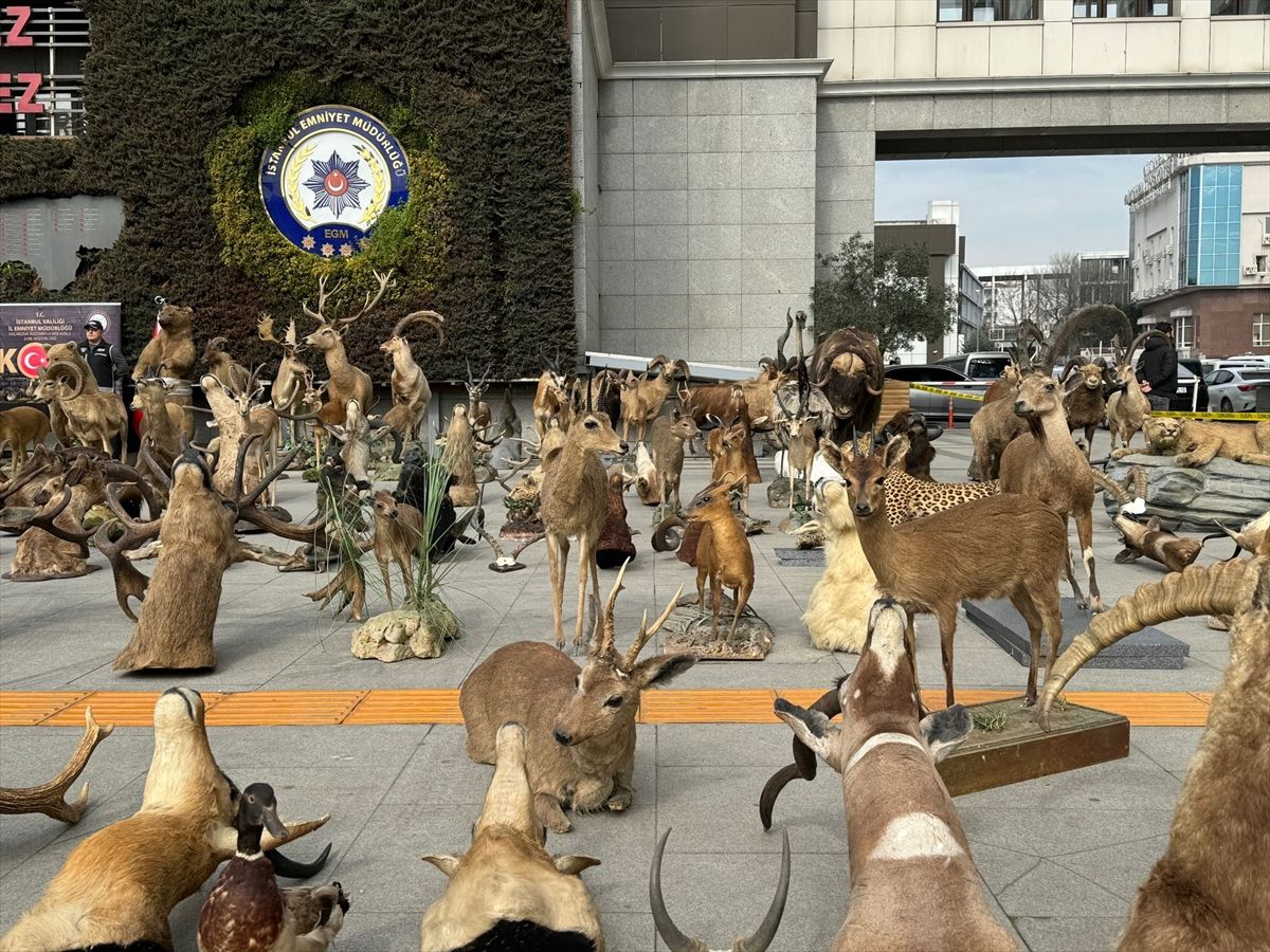 Kaçak avladığı hayvanlardan, müze kurdu! 5