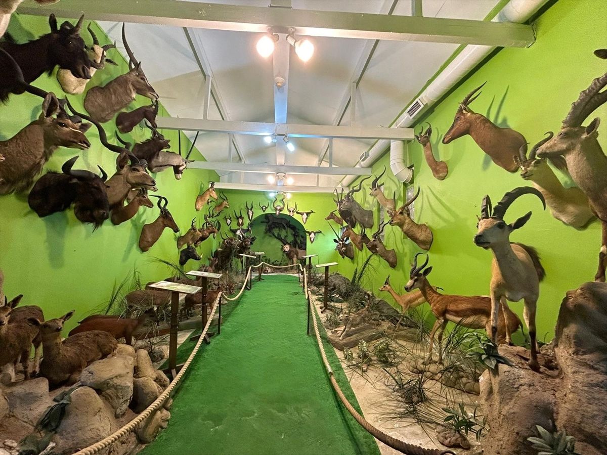 Kaçak avladığı hayvanlardan, müze kurdu! 3
