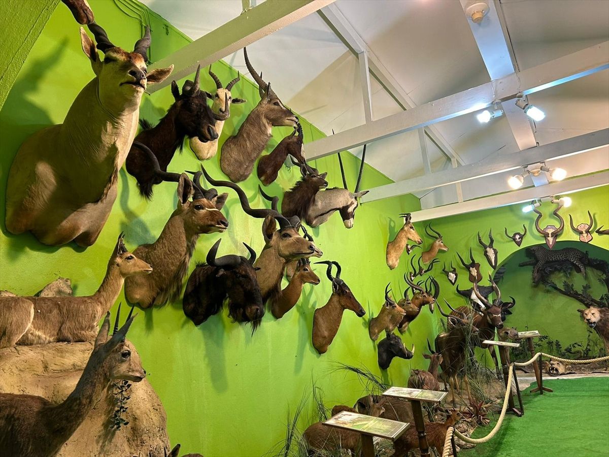 Kaçak avladığı hayvanlardan, müze kurdu! 2