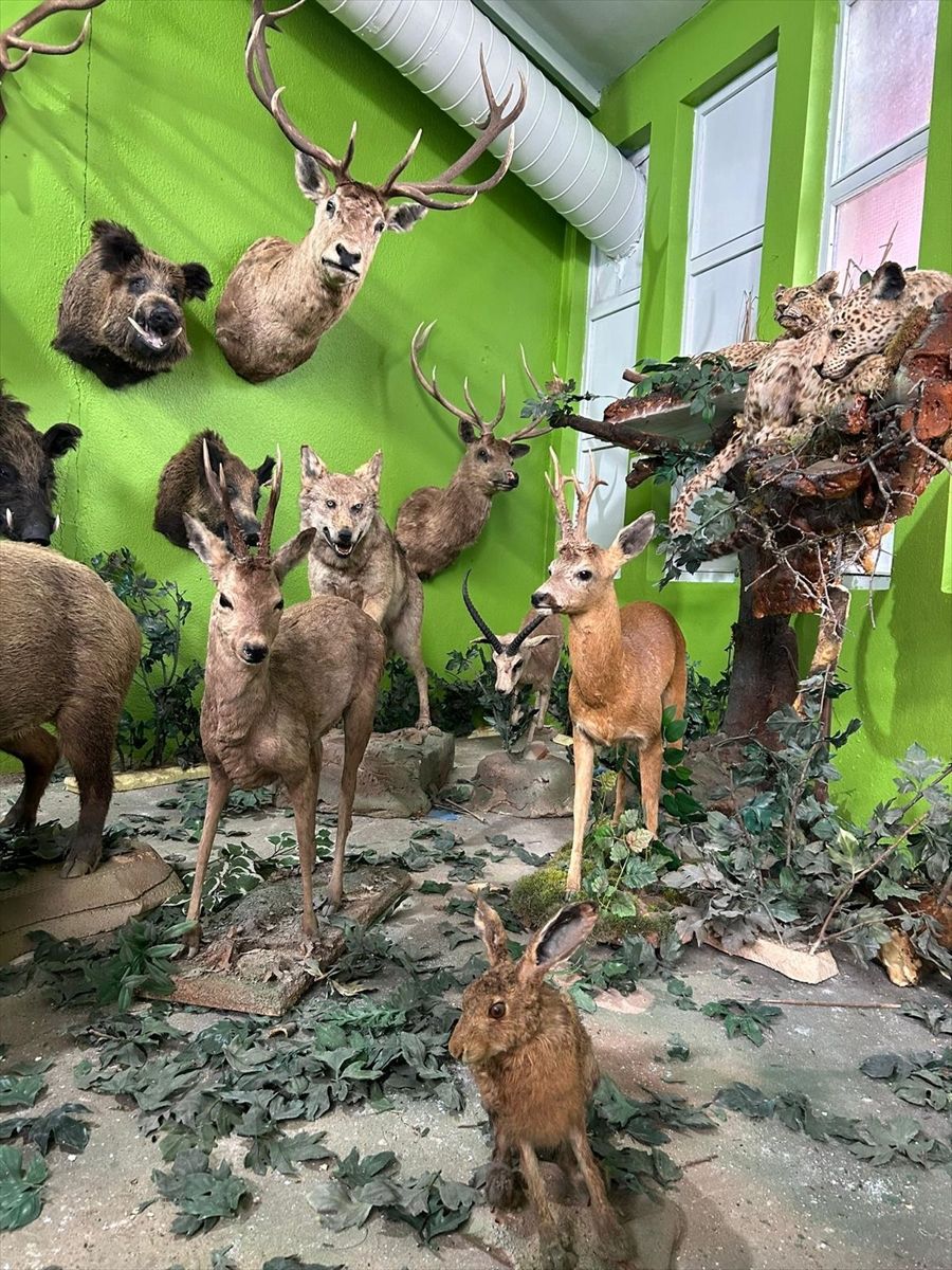 Kaçak avladığı hayvanlardan, müze kurdu! 1