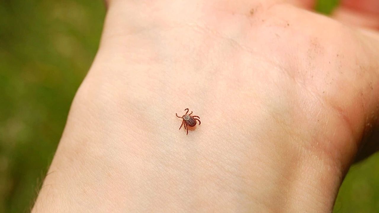 İklim değişikliğinin insan sağlığı üzerindeki etkileri 6