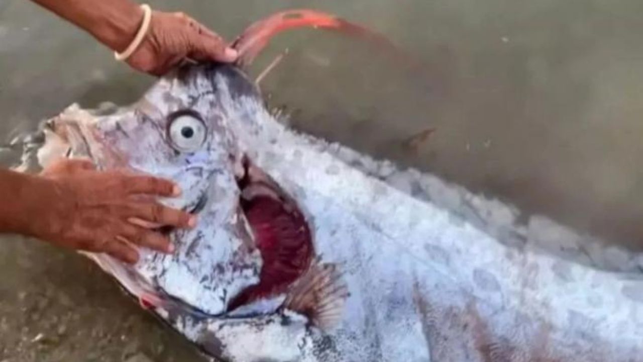 Depremin habercisi olan Kıyamet balığı ortaya çıktı! 1