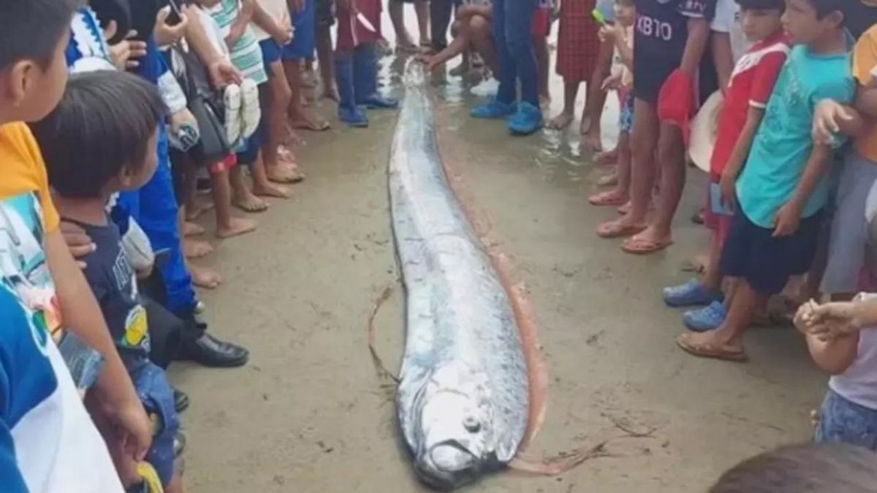 Depremin habercisi olan Kıyamet balığı ortaya çıktı! 3