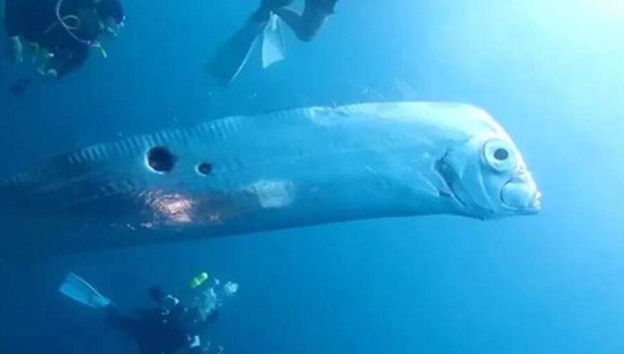 Depremin habercisi olan Kıyamet balığı ortaya çıktı! 5