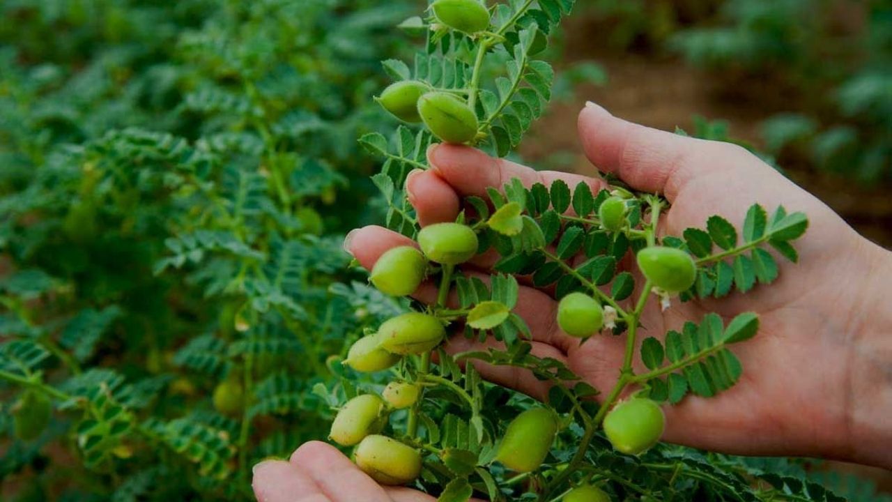 Unutulan ve unutulmaya yüz tutmuş sokak lezzetleri! 7