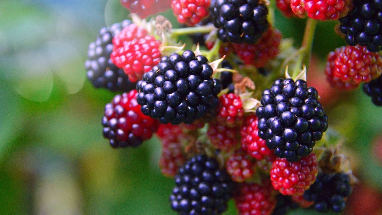 Kanserden koruyan ve kansere iyi gelen 13 besin! 11