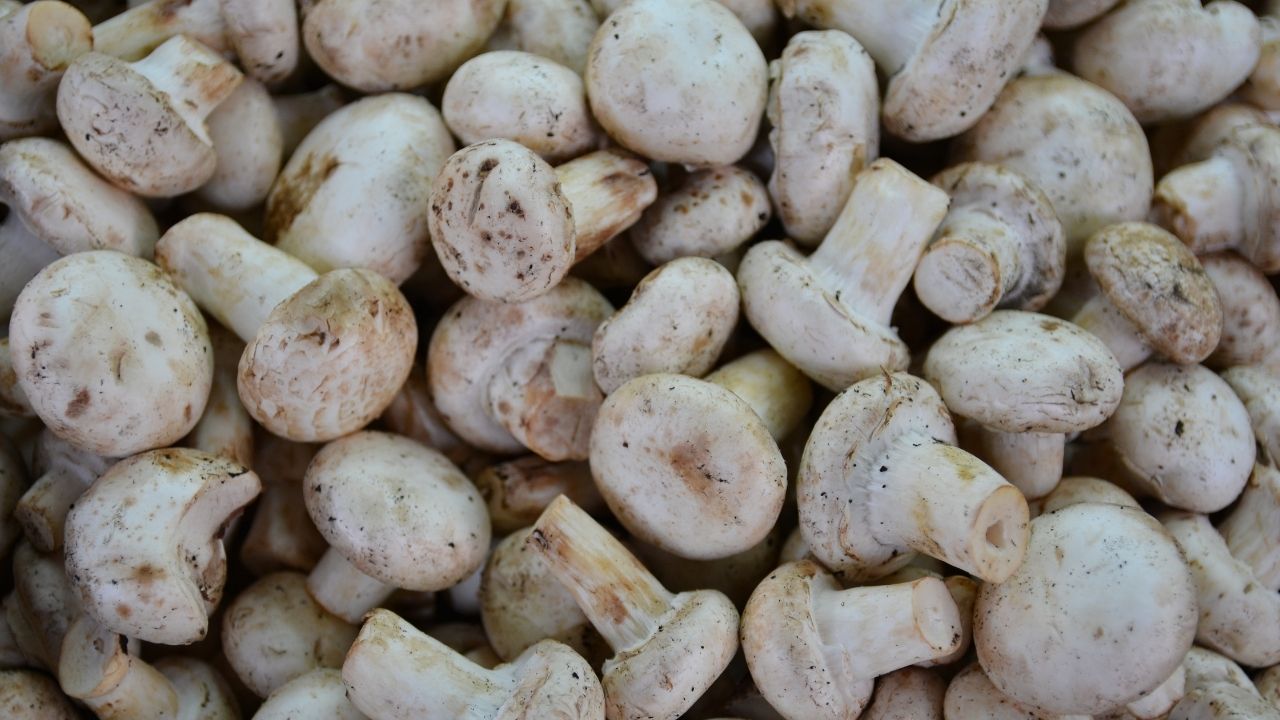 Mantar ve şimşek arasında ilişki var mı? Mantar, şimşek sonucu mu ortaya çıkıyor? 6