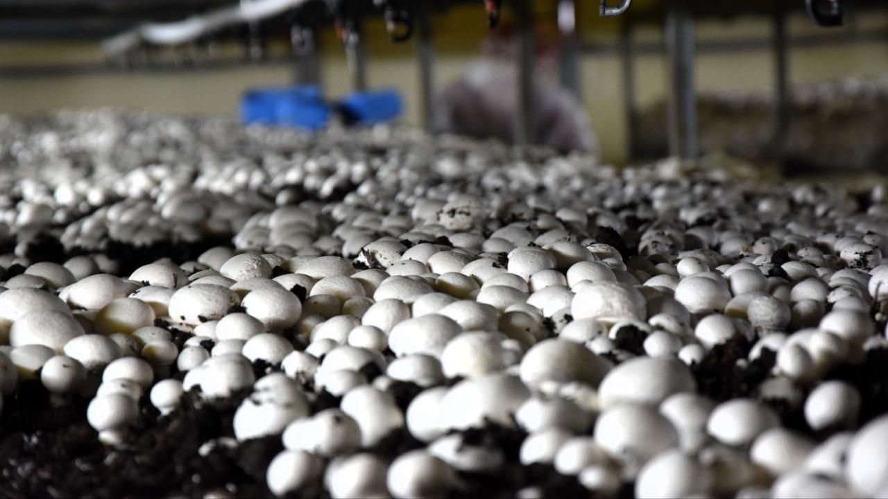 Mantar ve şimşek arasında ilişki var mı? Mantar, şimşek sonucu mu ortaya çıkıyor? 4