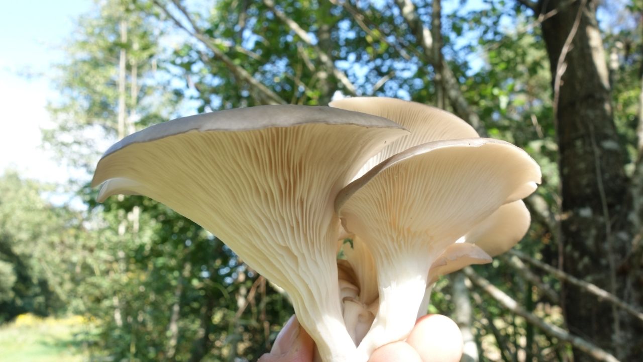 Mantar ve şimşek arasında ilişki var mı? Mantar, şimşek sonucu mu ortaya çıkıyor? 2