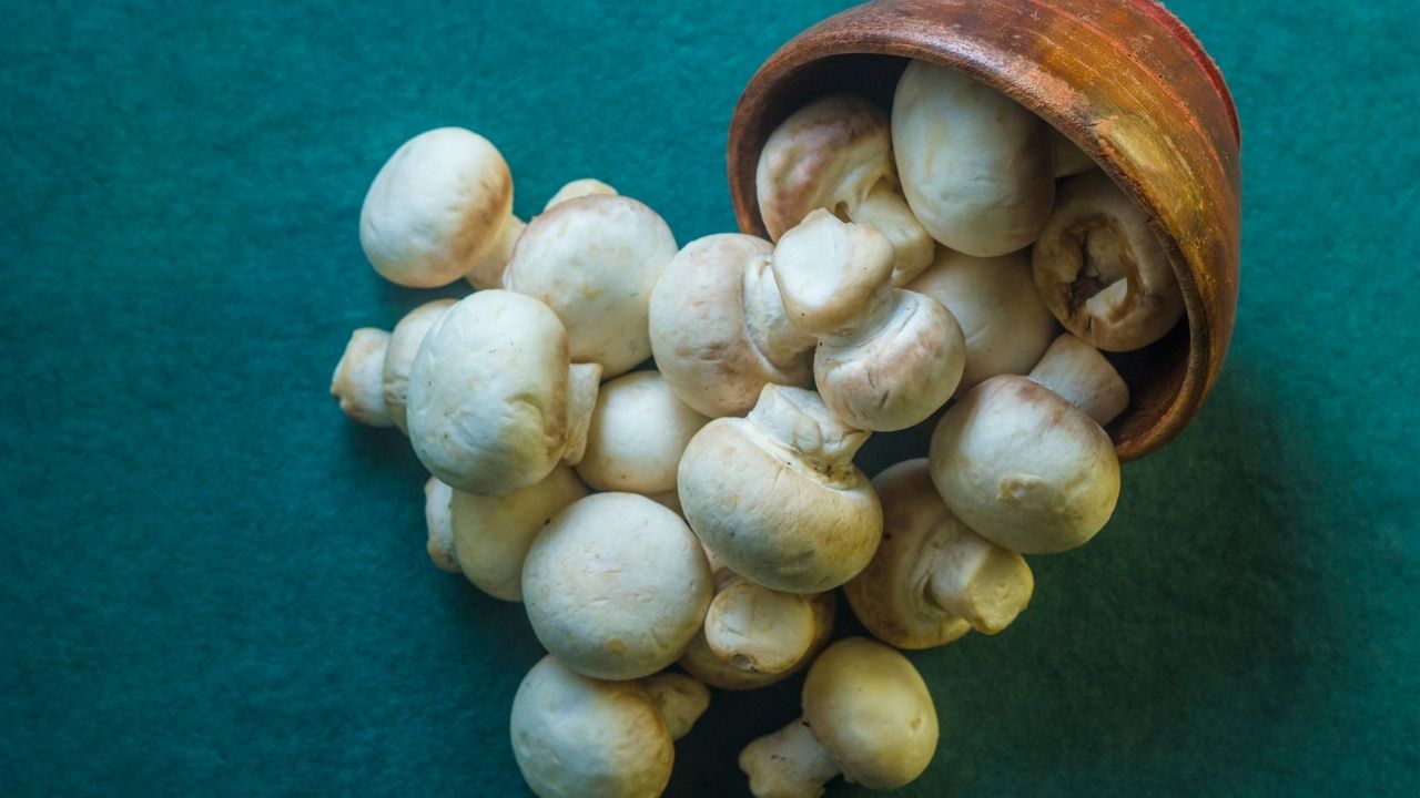 Mantar ve şimşek arasında ilişki var mı? Mantar, şimşek sonucu mu ortaya çıkıyor? 10