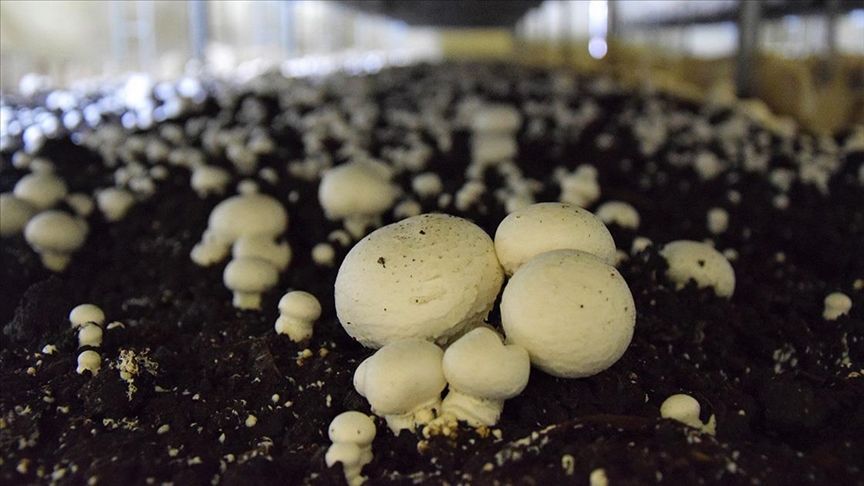 Mantar ve şimşek arasında ilişki var mı? Mantar, şimşek sonucu mu ortaya çıkıyor? 7