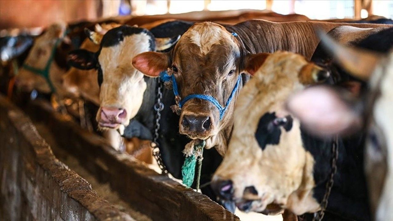 2024 kurbanlık fiyatları belli oldu! Büyükbaş ve küçükbaş kurban fiyatları ne kadar? 16