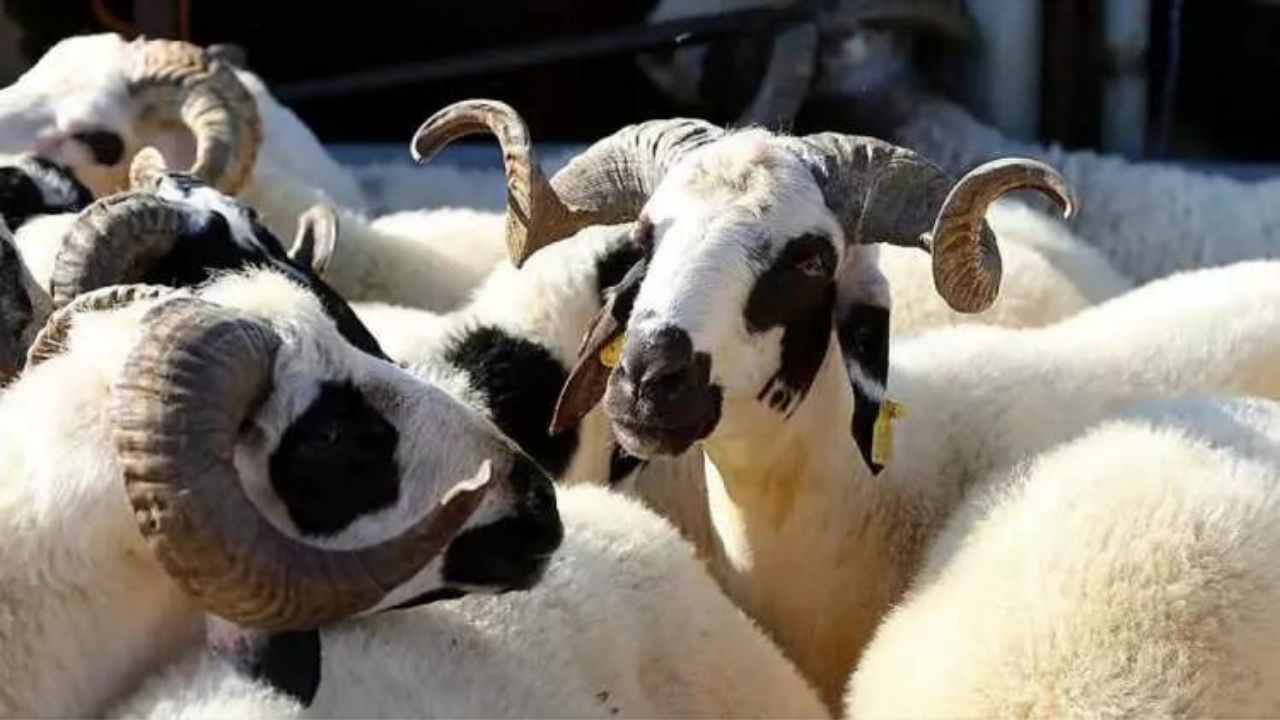 2024 kurbanlık fiyatları belli oldu! Büyükbaş ve küçükbaş kurban fiyatları ne kadar? 18