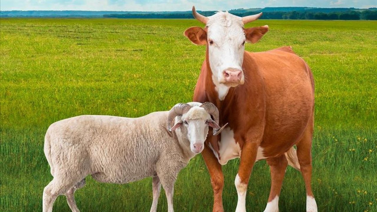 2024 kurbanlık fiyatları belli oldu! Büyükbaş ve küçükbaş kurban fiyatları ne kadar? 14