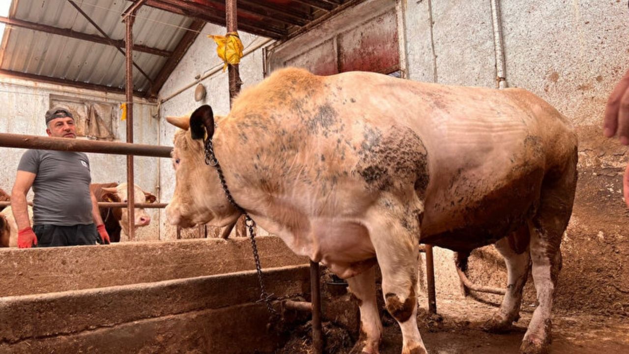 2024 kurbanlık fiyatları belli oldu! Büyükbaş ve küçükbaş kurban fiyatları ne kadar? 5