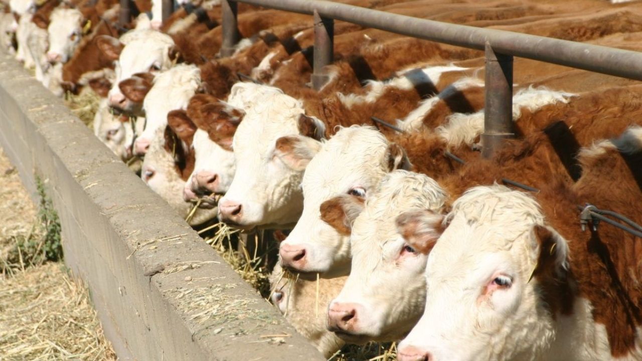 2024 kurbanlık fiyatları belli oldu! Büyükbaş ve küçükbaş kurban fiyatları ne kadar? 2