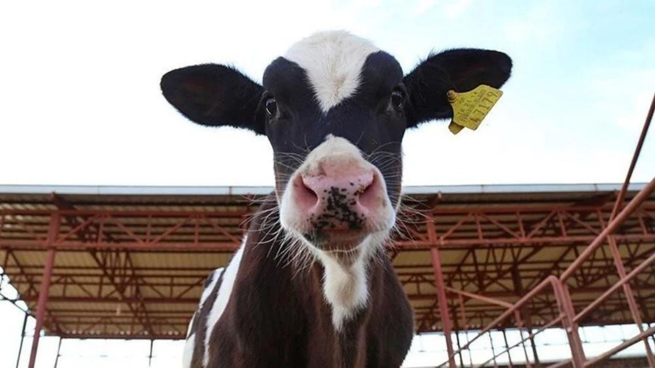 2024 kurbanlık fiyatları belli oldu! Büyükbaş ve küçükbaş kurban fiyatları ne kadar? 6