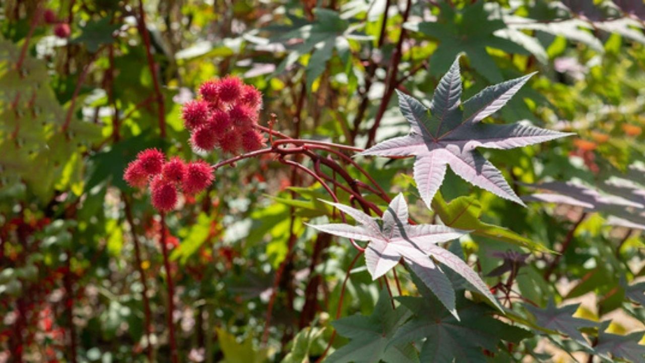 Bu bitkiyle temas etmemeye dikkat edin! Öldürüyor 1
