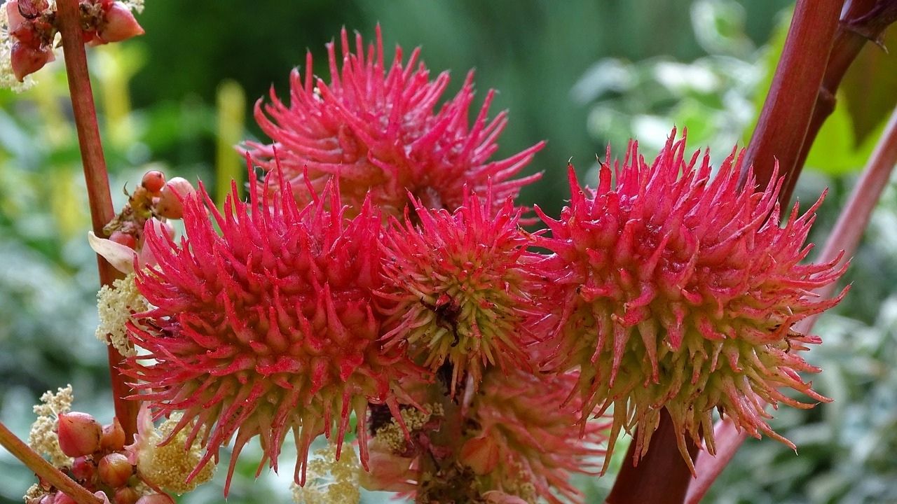 Bu bitkiyle temas etmemeye dikkat edin! Öldürüyor 3