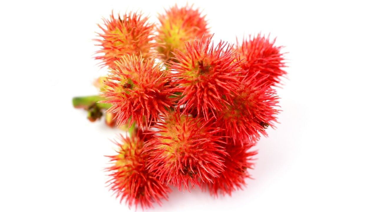 Bu bitkiyle temas etmemeye dikkat edin! Öldürüyor 9