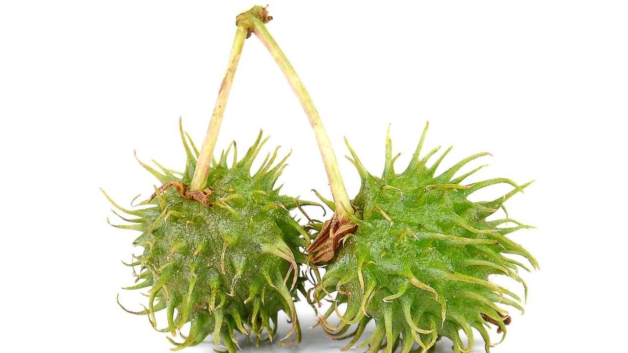 Bu bitkiyle temas etmemeye dikkat edin! Öldürüyor 2