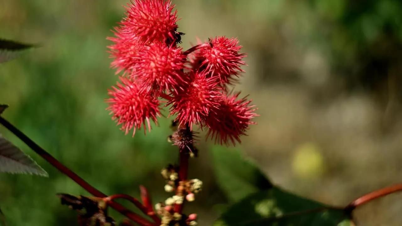 Bu bitkiyle temas etmemeye dikkat edin! Öldürüyor 5