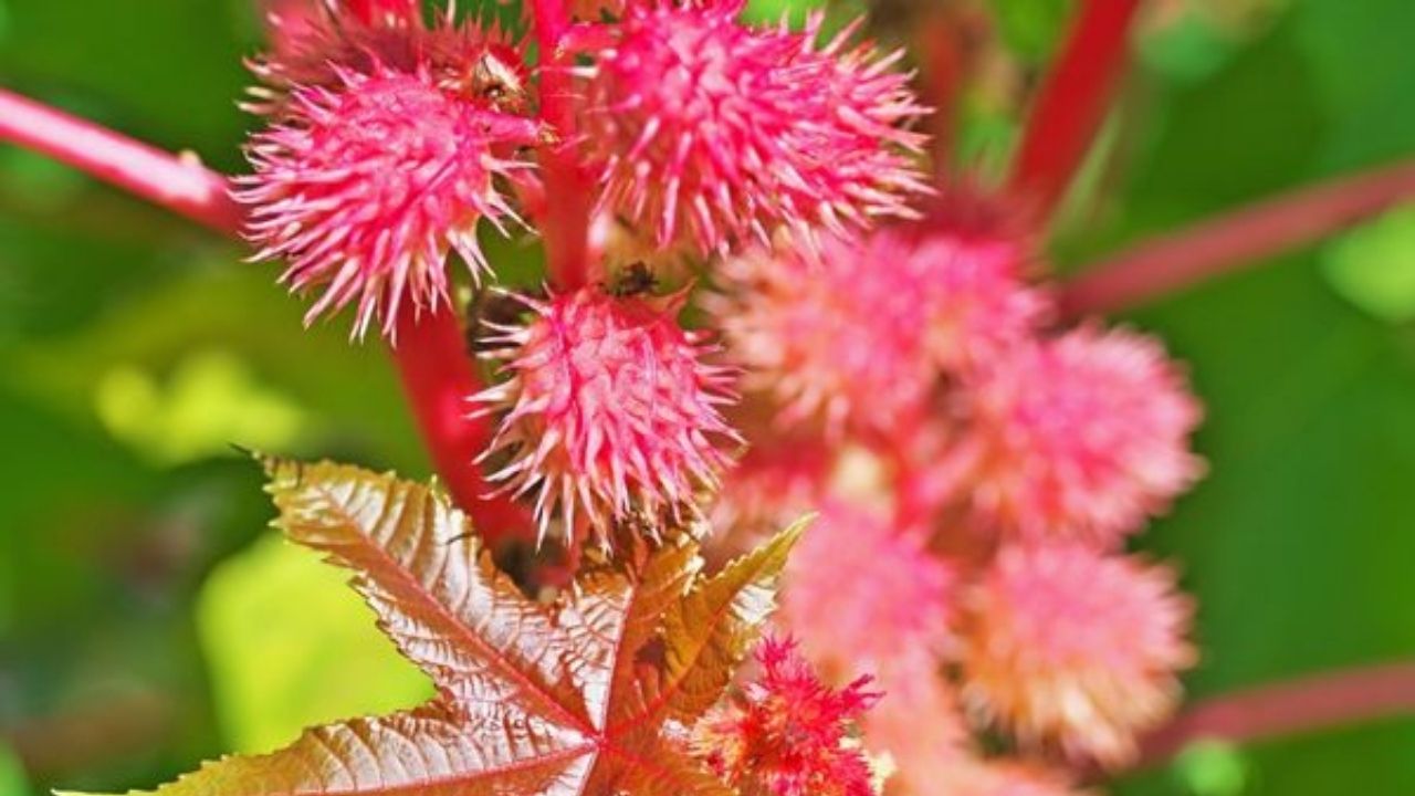 Bu bitkiyle temas etmemeye dikkat edin! Öldürüyor 6