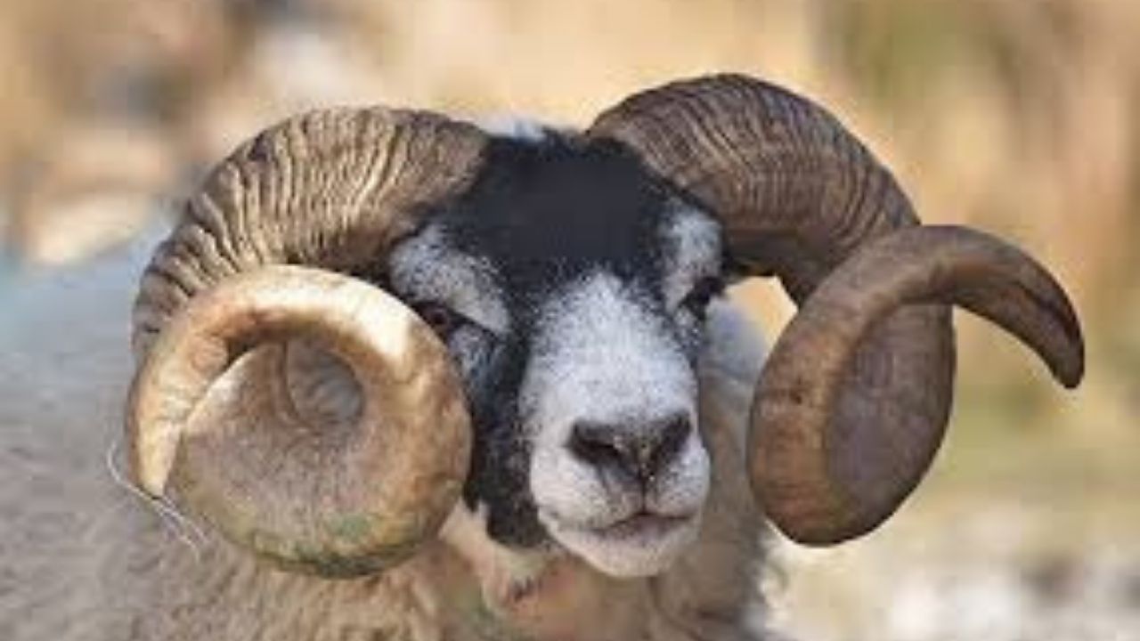 2024 kurbanlık fiyatları belli oldu! Büyükbaş ve küçükbaş kurban fiyatları ne kadar? 1