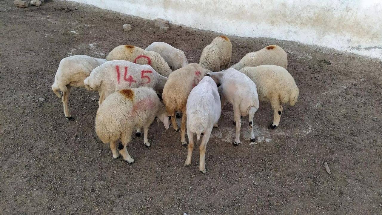 2024 kurbanlık fiyatları belli oldu! Büyükbaş ve küçükbaş kurban fiyatları ne kadar? 15