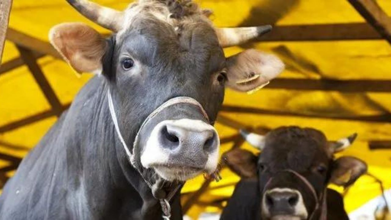 2024 kurbanlık fiyatları belli oldu! Büyükbaş ve küçükbaş kurban fiyatları ne kadar? 8