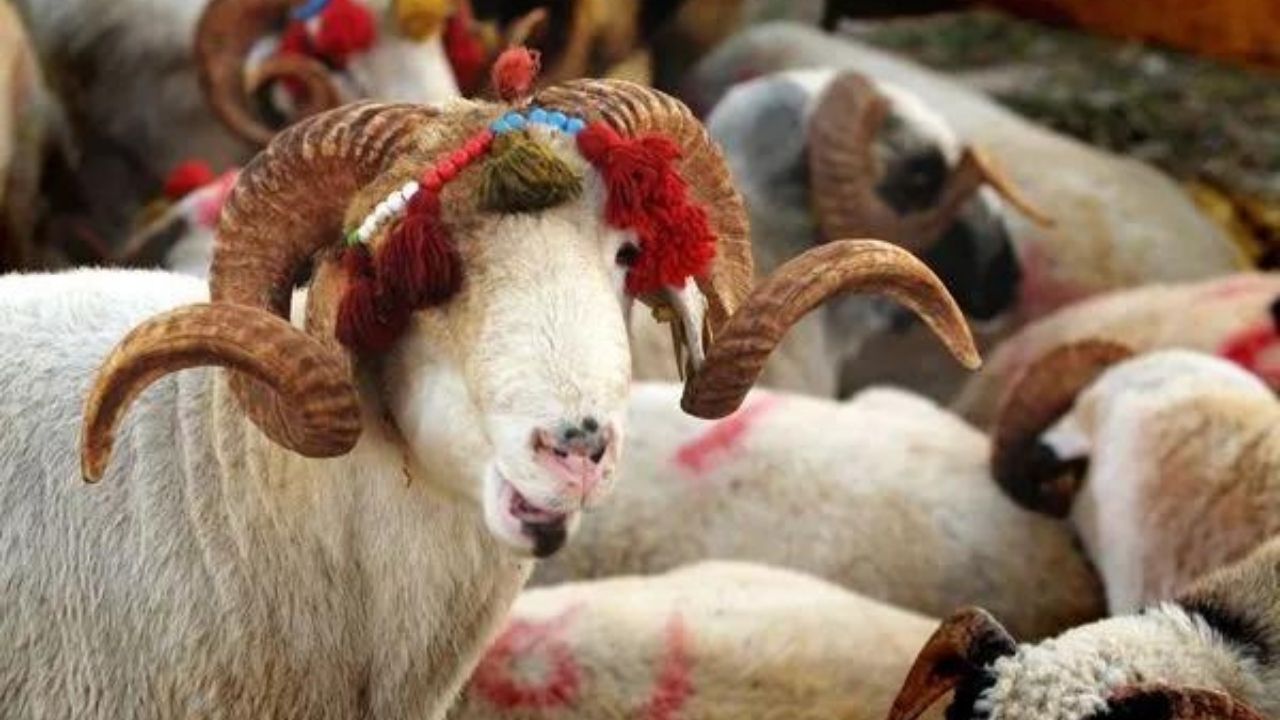 2024 kurbanlık fiyatları belli oldu! Büyükbaş ve küçükbaş kurban fiyatları ne kadar? 4