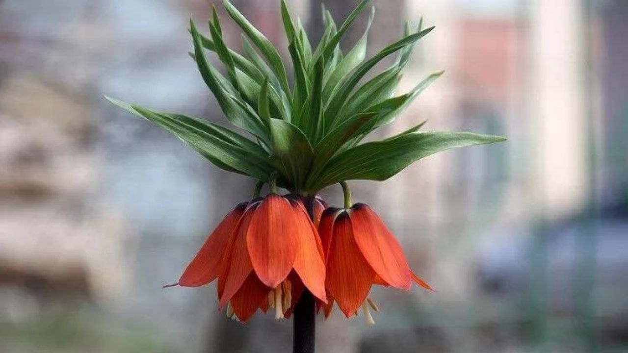 Ters laleyi koparmanın cezası ne kadar? 4