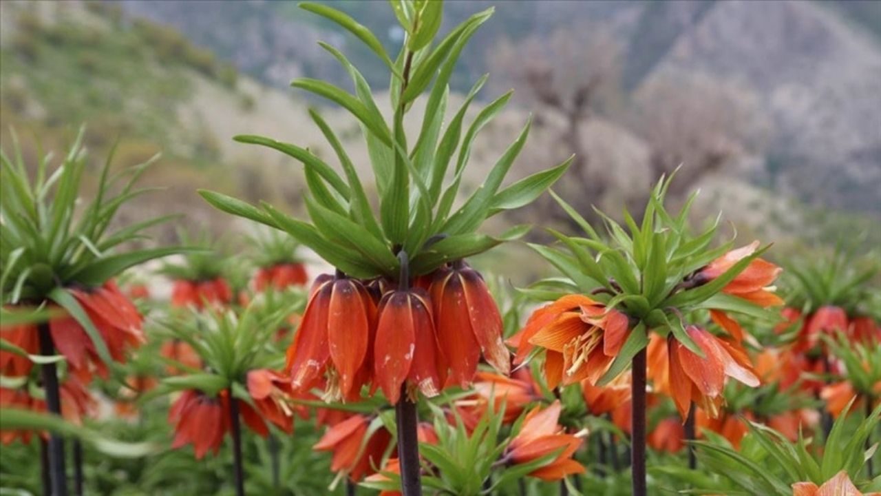 Ters laleyi koparmanın cezası ne kadar? 1