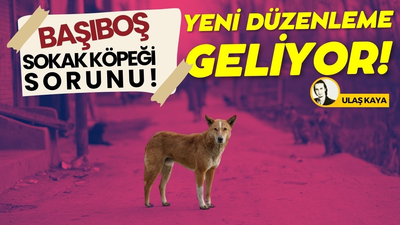 Başıboş sokak köpekleriyle ilgili yeni düzenleme TBMM'ye geliyor!