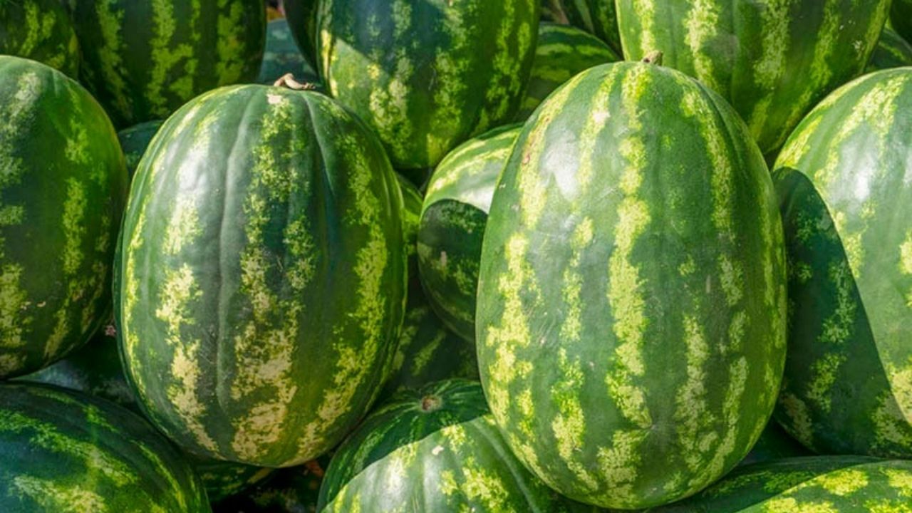 Karpuzun iyisi nasıl seçilir? 2