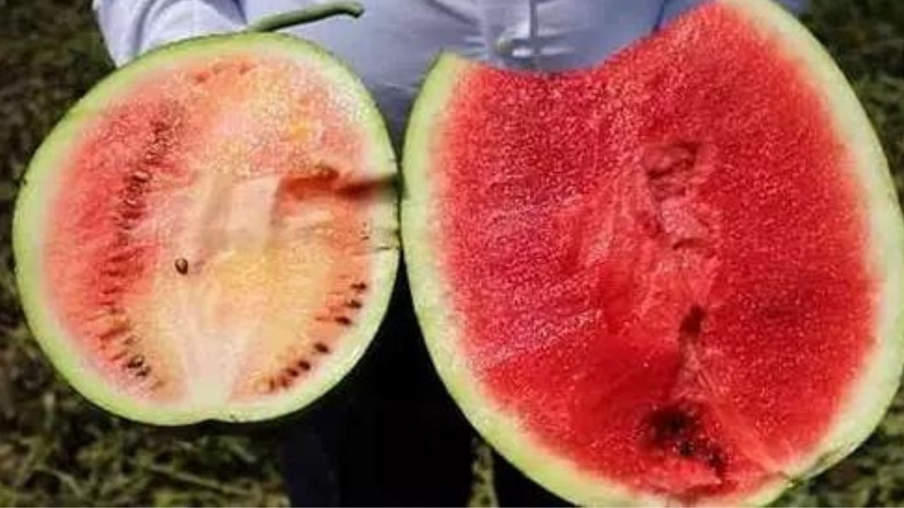 Karpuzun iyisi nasıl seçilir? 5