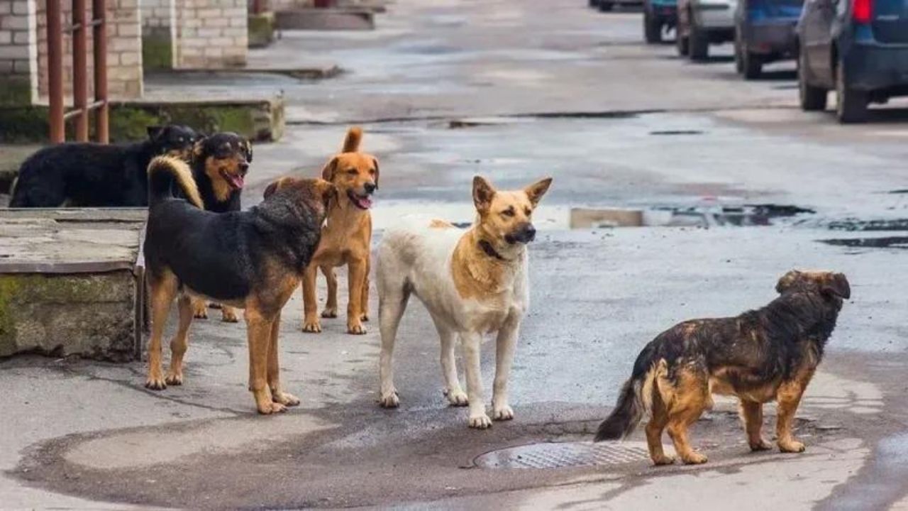Avrupa’da başıboş sokak köpekleri için alınan önlemler 2