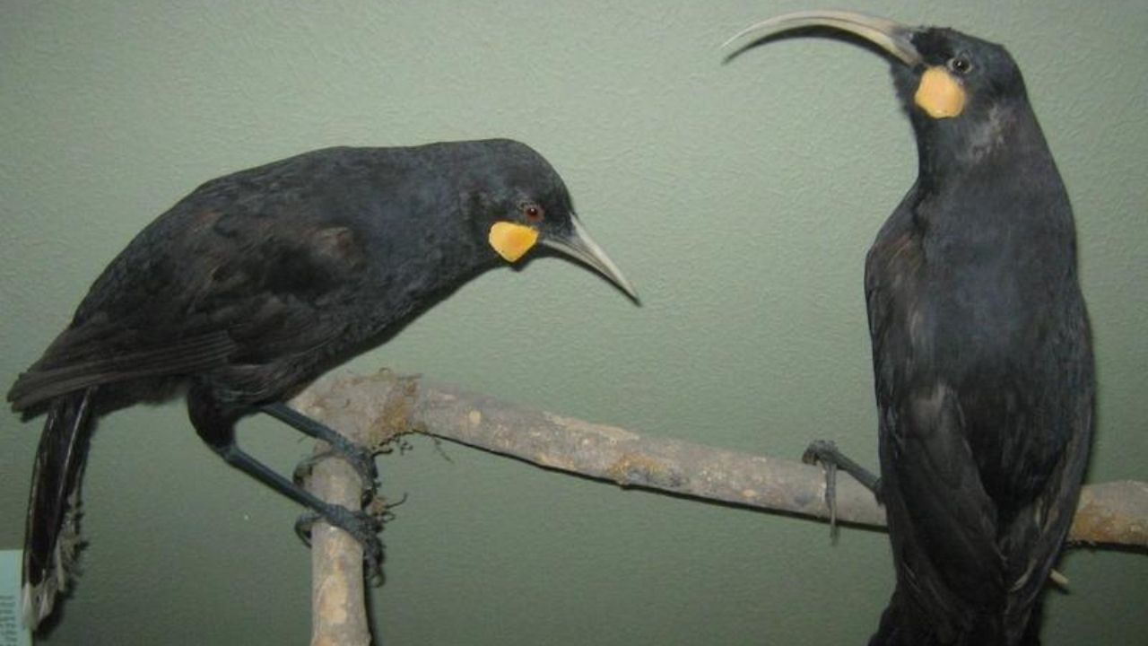 Yeni Zelanda’da 9 gramlık kuş tüyü rekor fiyata satıldı 10